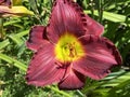 Daylily Hemerocallis `Haller MarabukÃ¢â¬Ë Hemerocallis Hybride `Haller MarabukÃ¢â¬Ë, Die Taglilie Hemerocallis Haller Marabuk, Mainau Royalty Free Stock Photo